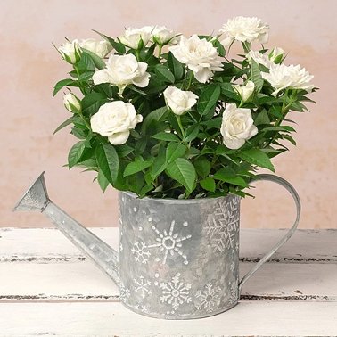 White Rose in Watering Can Delivery to UK