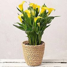 Yellow Calla Lily Delivery to UK