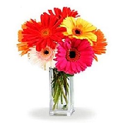 Gorgeous Gerberas delivery to Canada