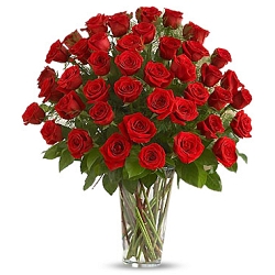 50 Red roses Delivery to UAE