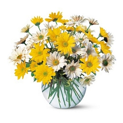Dashing Daisies Delivery to UAE