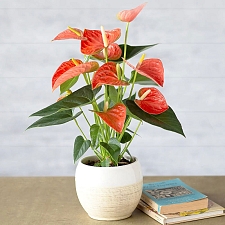 Coral Anthurium Delivery to UK