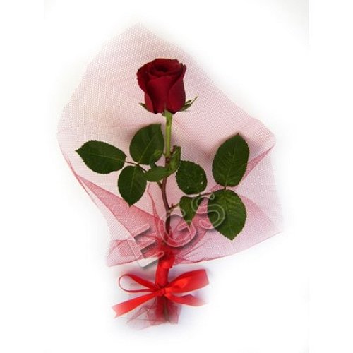 Single Rose delivery to Pakistan